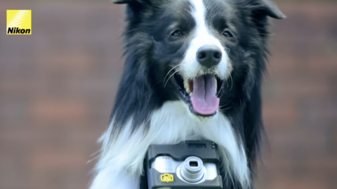 Foto: kuvatõmmis videost Foto: kuvatõmmis videost