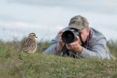 Foto: Roosterind tüll ja linnufotograaf Kauro Kuik /foto autor Siim Vaar
