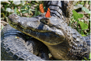 Foto: „Tunnen end armsana, võib-olla kustutan hiljem” Morris Hersko /kuvatõmmis